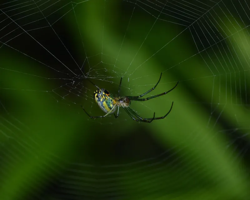 Leucauge Venusta