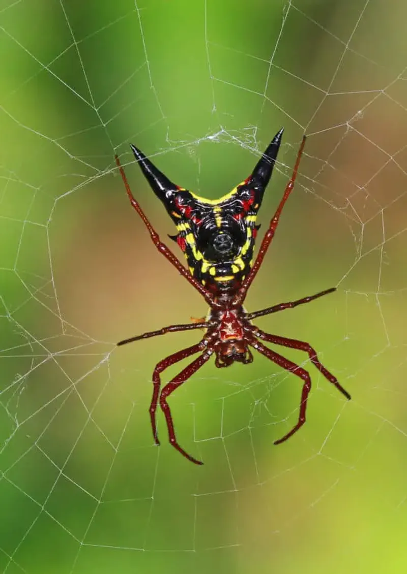 Micrathena Sagittata