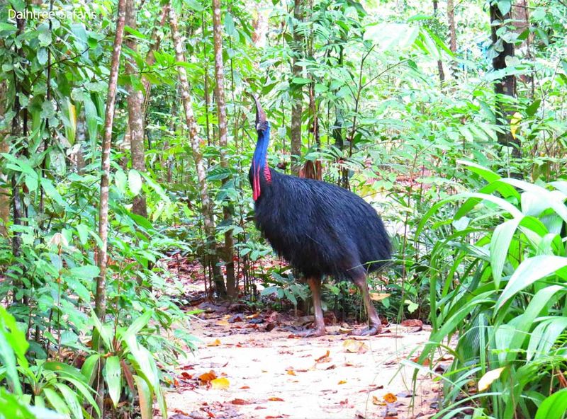 Cassowary