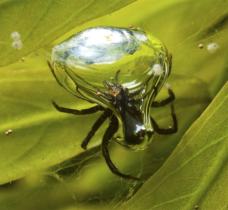 Diving Bell Spider