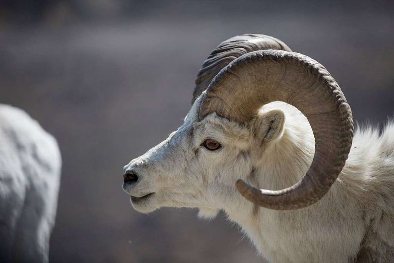 Dall Sheep