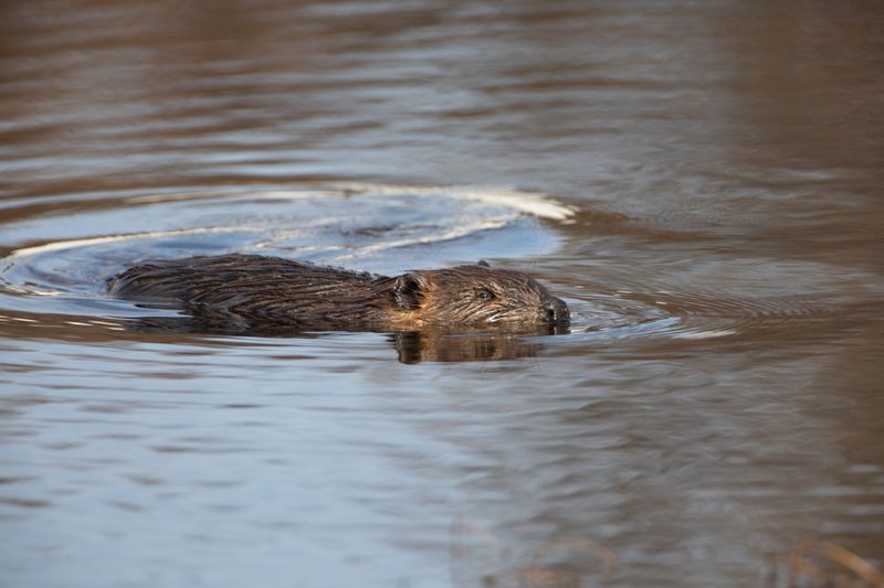 Beaver