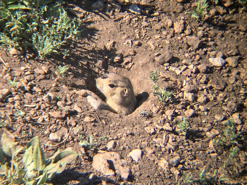 Prairie Dog