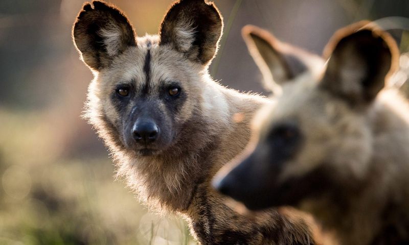 African Wild Dog