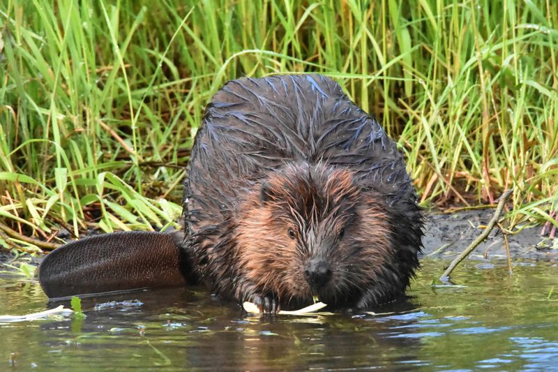 Beaver