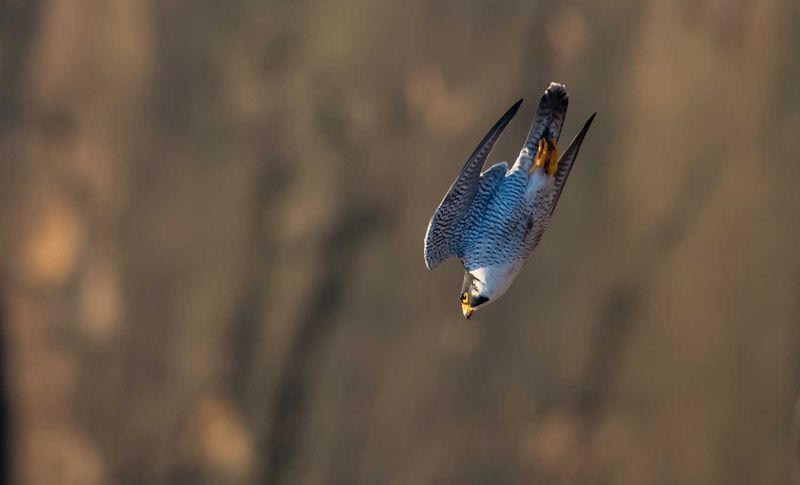 Peregrine Falcon: Fastest Bird