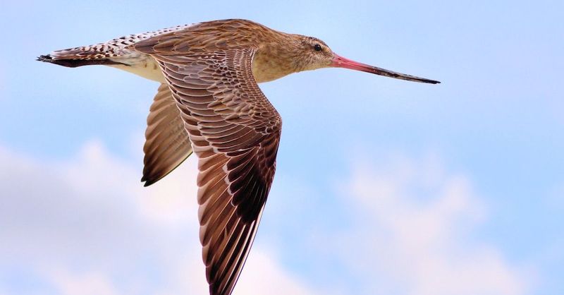 Bar-tailed Godwit