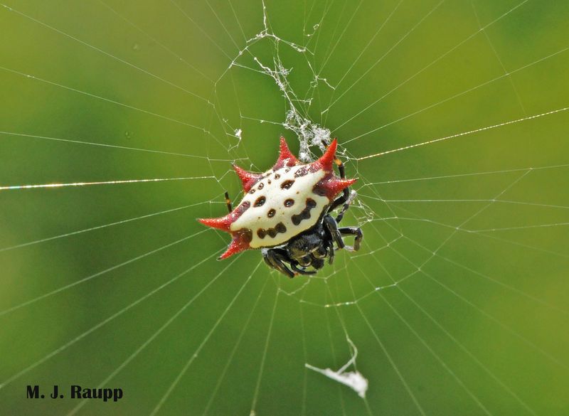 Gasteracantha Cancriformis