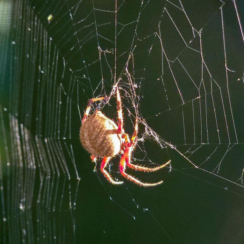 Neoscona Crucifera