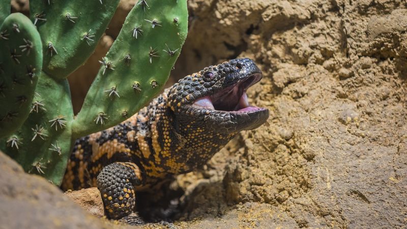 Gila Monster