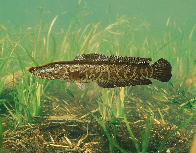 West Virginia's Aquatic Invader