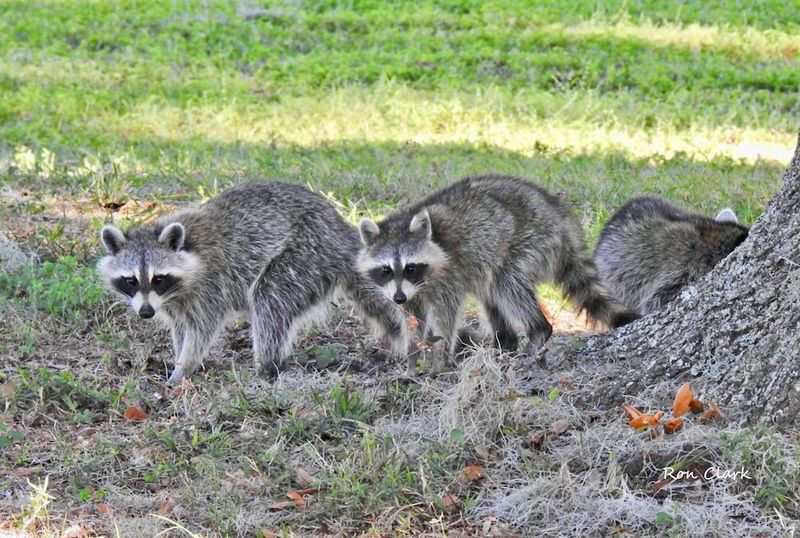 Raccoon