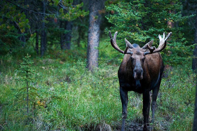 Moose