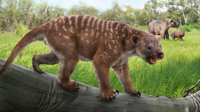 Marsupial Lions and African Lions