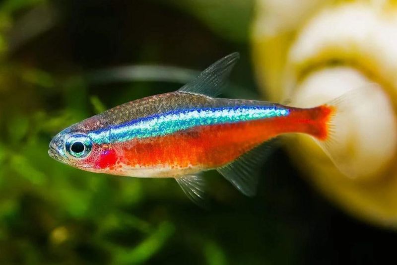 Neon Tetra