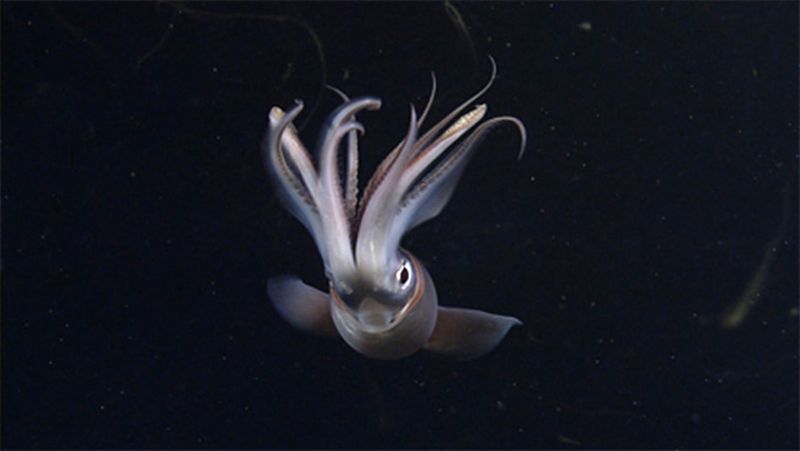 Jumbo Squid