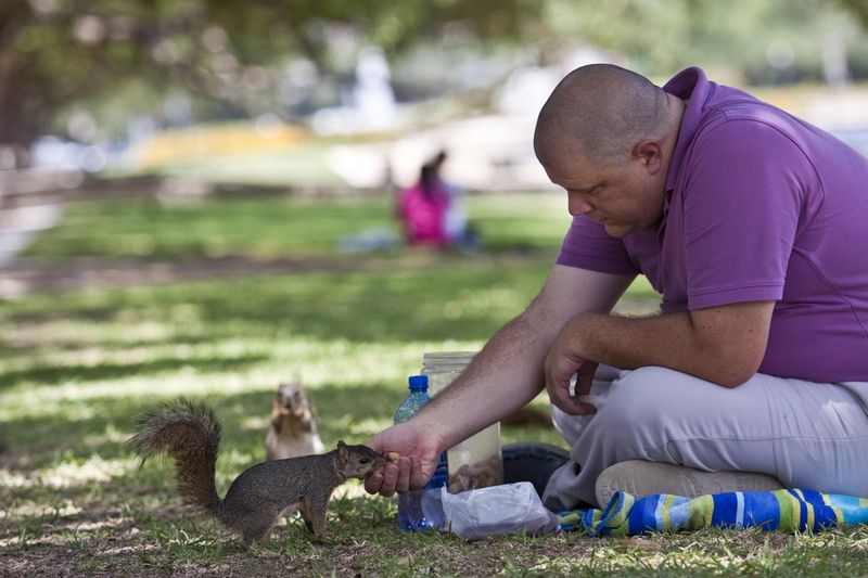 Grey Squirrel