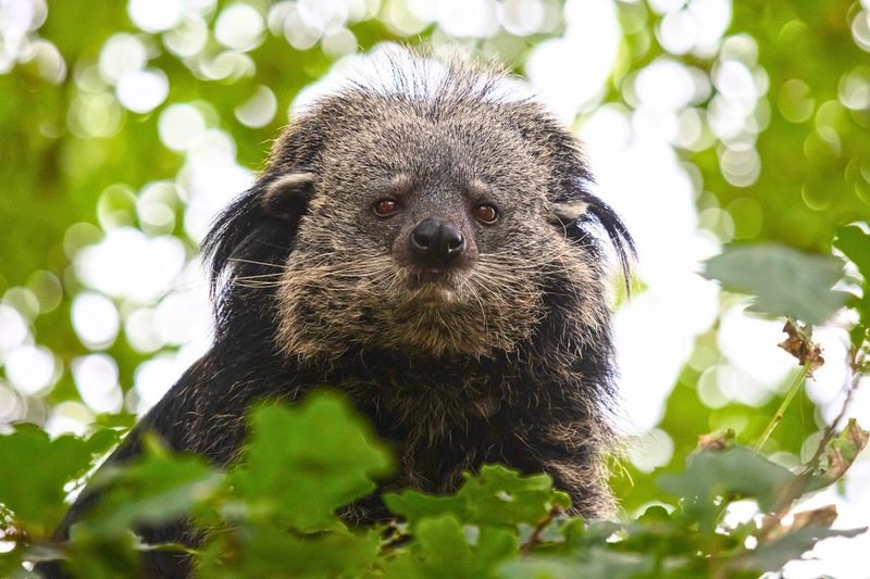 Binturong (Bearcat)
