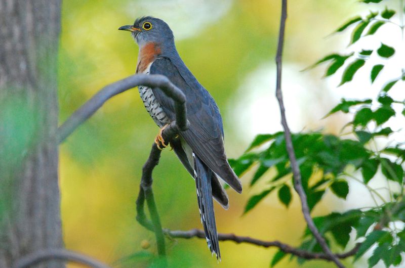 Red-chested Cuckoo