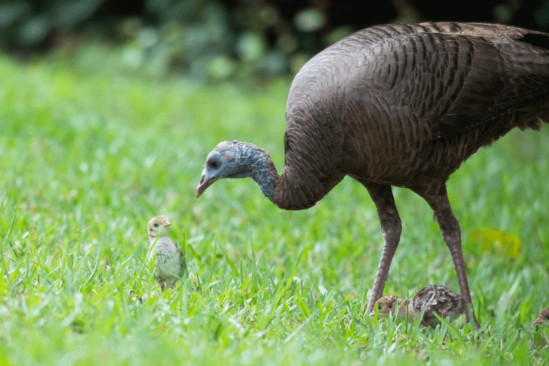 Turkeys