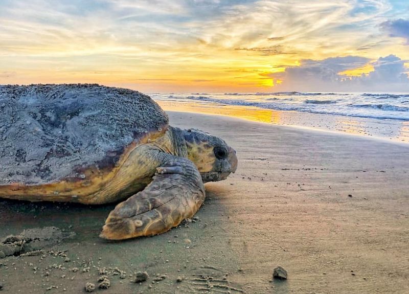 Loggerhead Sea Turtle