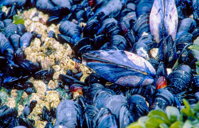 Blue Mussel