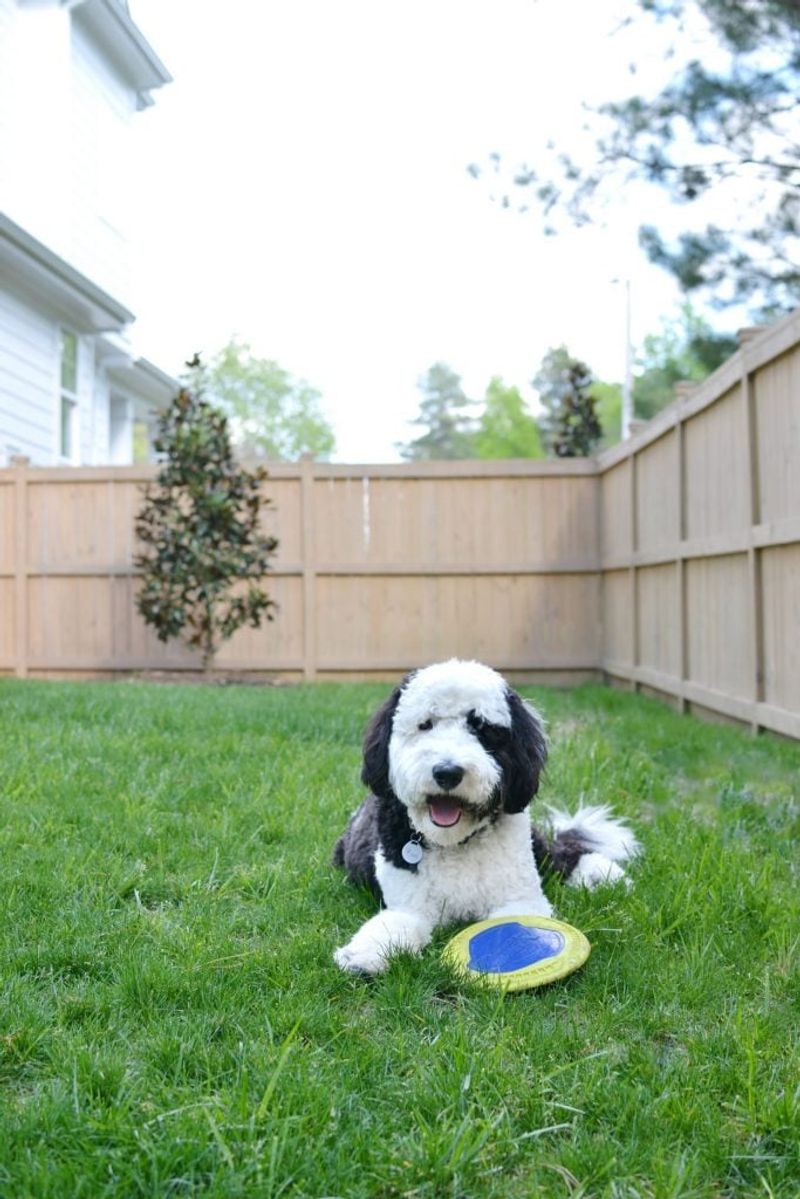 Sheepadoodle