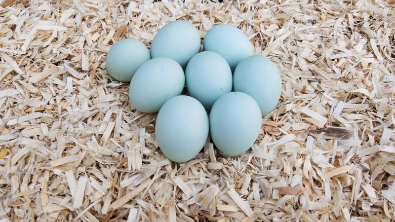Ameraucana