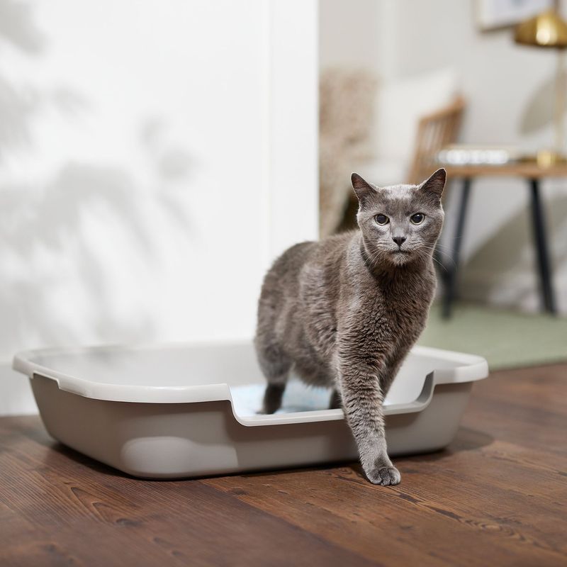Regular Litter Box: Affordability