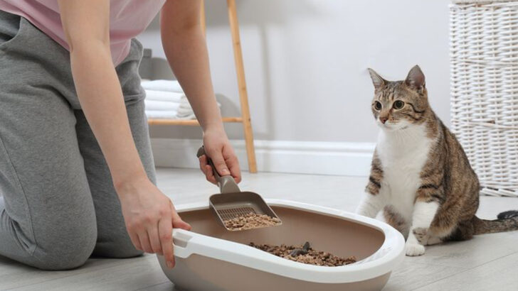 Automatic vs. Regular Litter Boxes: Which One’s Right for Your Cat