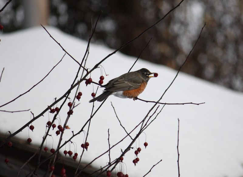 Winter Crabapples