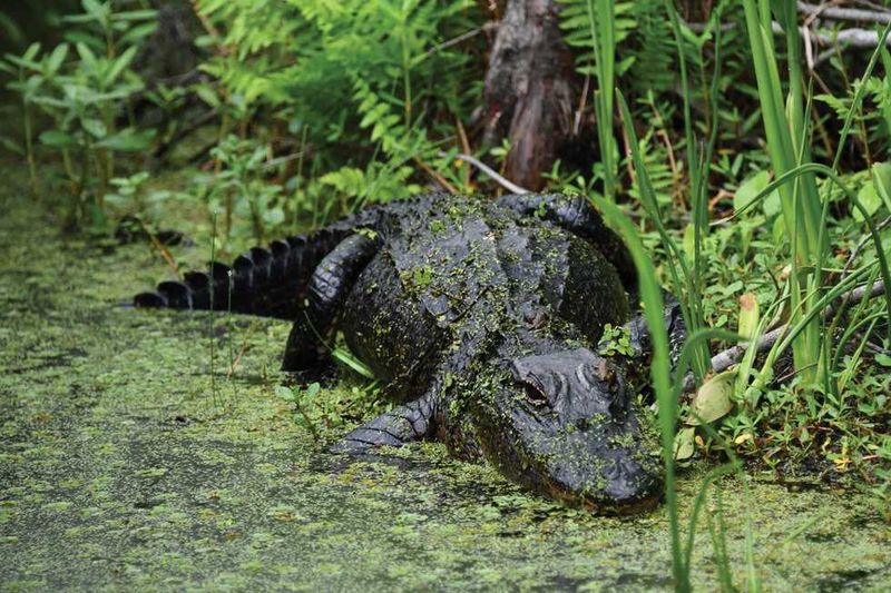 American Alligator