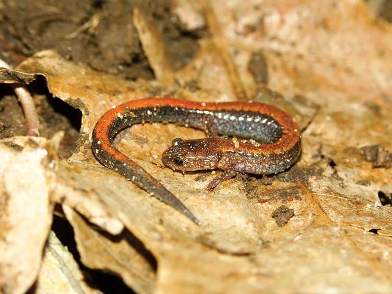 Lungless Salamander