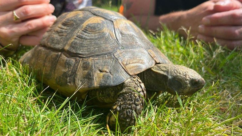 Tortoise