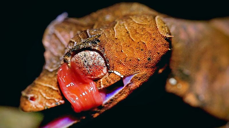 Leaf-tailed Gecko