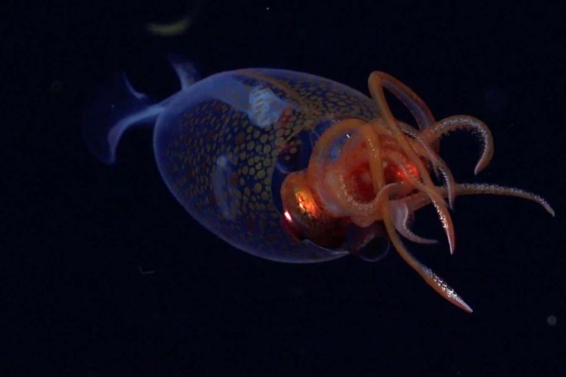 Colossal Squid: Largest Invertebrate
