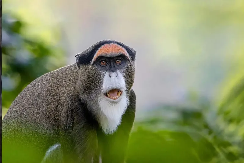 De Brazza’s Monkey