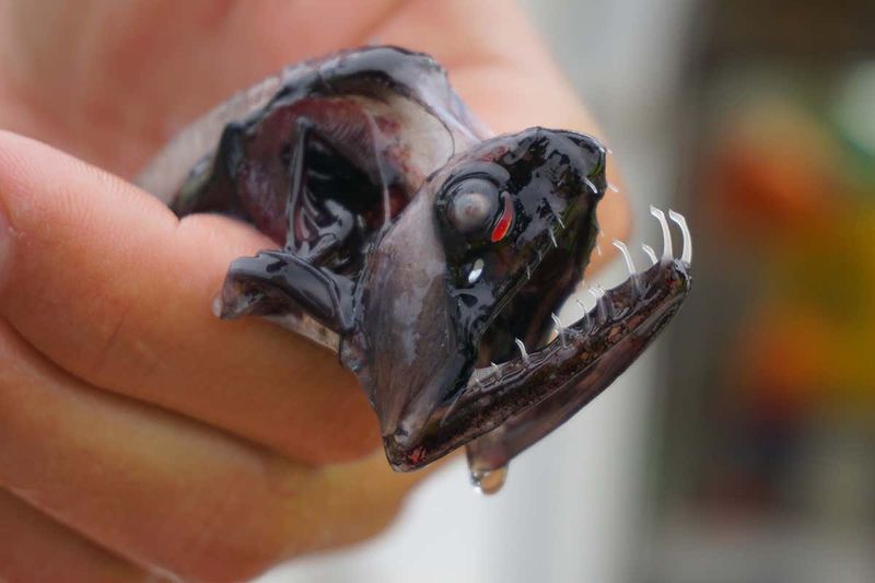 Dragonfish