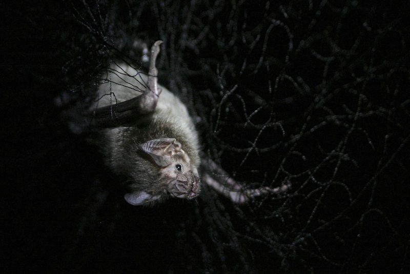 Vampire Bat