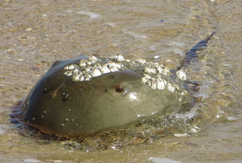 Horseshoe Crab