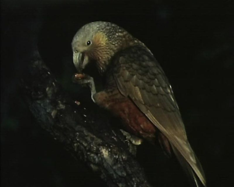 Kakapo