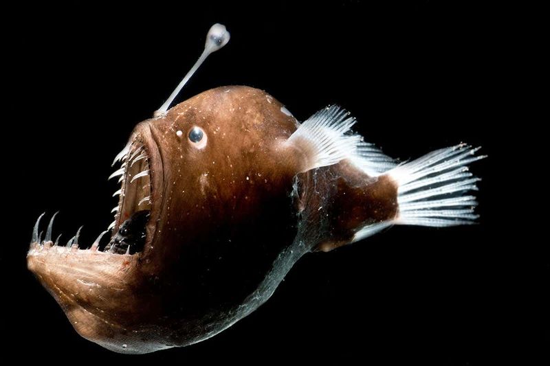 Deep-Sea Anglerfish