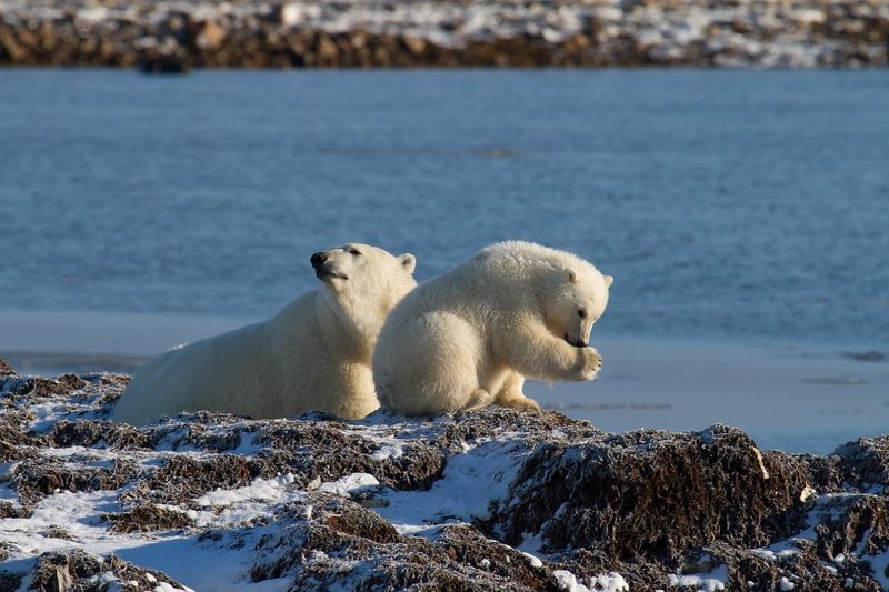 Polar Bear Cub