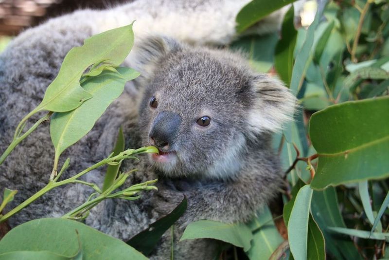 Koala Joey