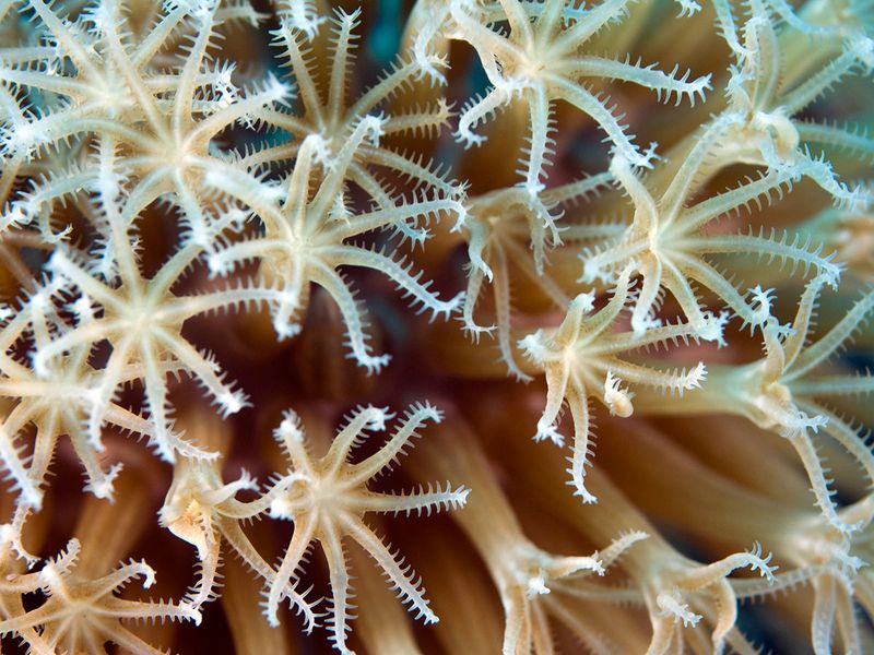 Coral Polyps