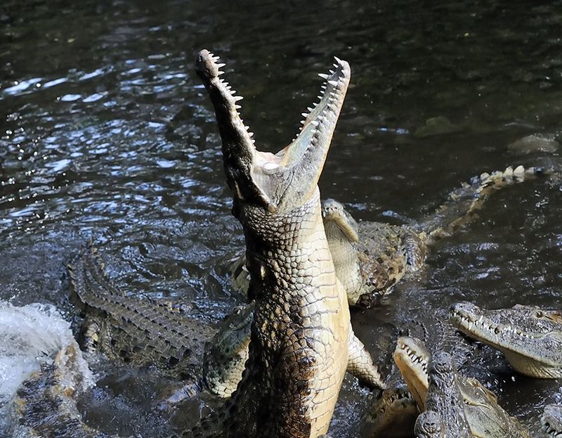 Crocodile