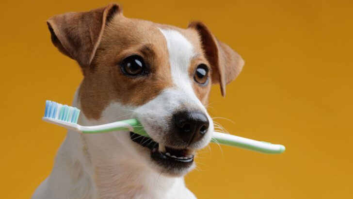 Bad Breath in Dogs? Here Are 10 Tips to Fix It