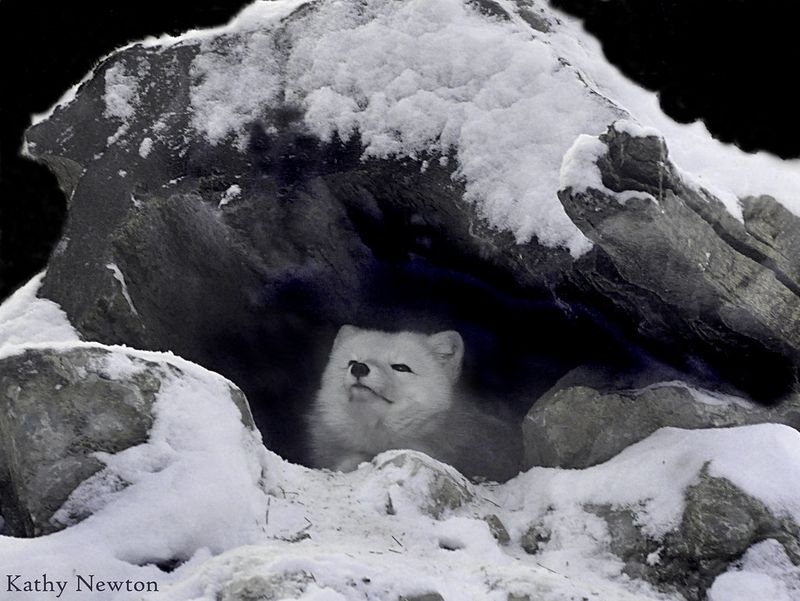 Arctic Fox