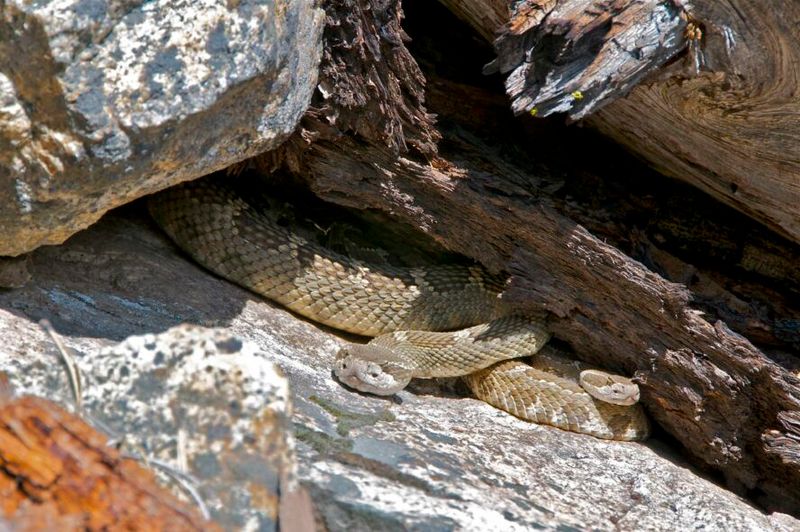 Rattlesnakes in the Shadows