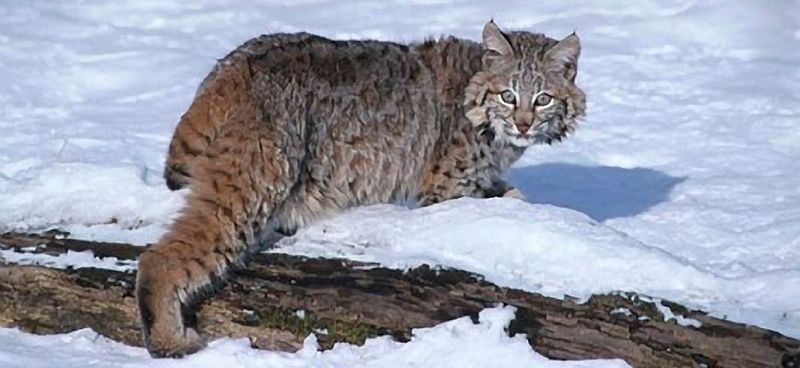 Adaptability in Habitat